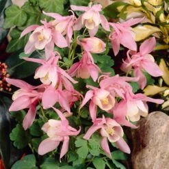 Aquilegia 'Spring Magic Rose & White' -Greenzy Sales Store PB0032 3