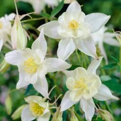 Aquilegia Spring Magic Collection -Greenzy Sales Store PB0034 1 e73c1e9b 8fd4 4fd7 baca 7854772b1df3