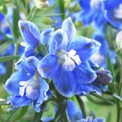 Delphinium Camelot Collection -Greenzy Sales Store PB0097 1 0cc41c15 4501 4368 a1a0 433f78f91dbb