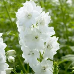 Delphinium Camelot Collection -Greenzy Sales Store PB0100 1 3499ced2 fb33 4bf3 a90d 3d319d2acdd2