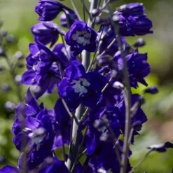 Delphinium Camelot Collection -Greenzy Sales Store PB0105 1 8c5b11e4 4bcd 4392 aef5 647e50e7f705