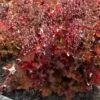 Heuchera 'Indian Summer Cranberry' 5 Heuchera 'Indian Summer Cranberry' -Greenzy Sales Store PB0189 2