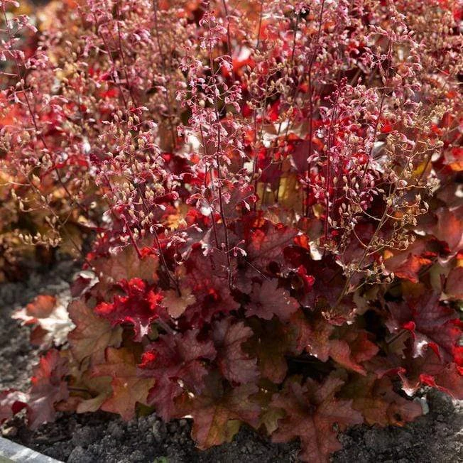 Heuchera 'Indian Summer Cranberry' 1 Heuchera 'Indian Summer Cranberry'