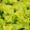 Heuchera 'Lime Marmalade' -Greenzy Sales Store PB0190 1