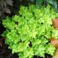 Heuchera 'Lime Marmalade' -Greenzy Sales Store PB0190 2