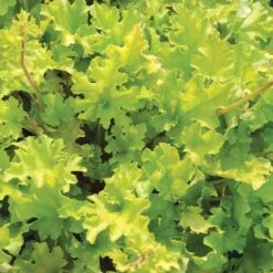 Heuchera 'Lime Marmalade' -Greenzy Sales Store PB0190 3