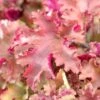 Heuchera 'Marmalade' -Greenzy Sales Store PB0191 1