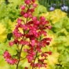Heuchera 'Paris' -Greenzy Sales Store PB0192 1