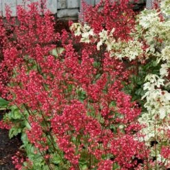 Heuchera 'Paris' -Greenzy Sales Store PB0192 4
