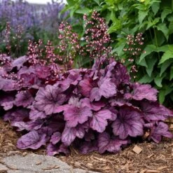 Heuchera 'Wild Rose' -Greenzy Sales Store PB0194 2