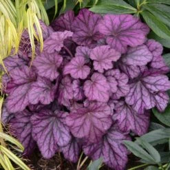 Heuchera 'Wild Rose' -Greenzy Sales Store PB0194 3