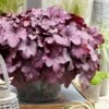 Heuchera 'Wild Rose' -Greenzy Sales Store PB0194 4