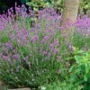 Lavender 'Hidcote Improved' 12 Lavender 'Hidcote Improved' -Greenzy Sales Store PB0206 1