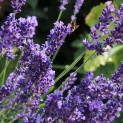Lavender 'Hidcote Improved' 7 Lavender 'Hidcote Improved' -Greenzy Sales Store PB0206 2