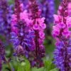 Salvia 'Blue Marvel' -Greenzy Sales Store PB0276 1