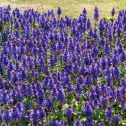 Salvia 'Blue Marvel' -Greenzy Sales Store PB0276 3