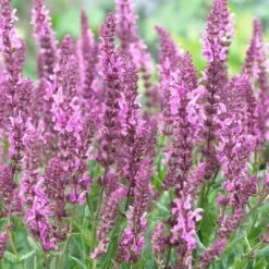 Salvia 'Fashionista Pretty In Pink' -Greenzy Sales Store PB0280 3