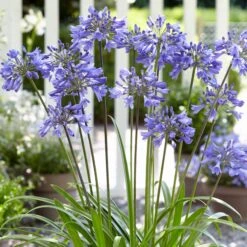 Stately Agapanthus Collection 9 Stately Agapanthus Collection -Greenzy Sales Store PB0322 1 d489e9ce f2ce 4ad0 8fd2 48e0025b2d0d