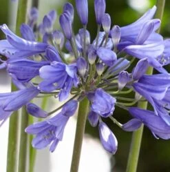 Agapanthus 'Ever Sapphire' -Greenzy Sales Store PB0322 2