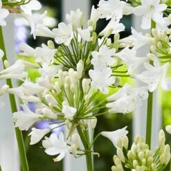 Agapanthus 'Ever White' -Greenzy Sales Store PB0323 1