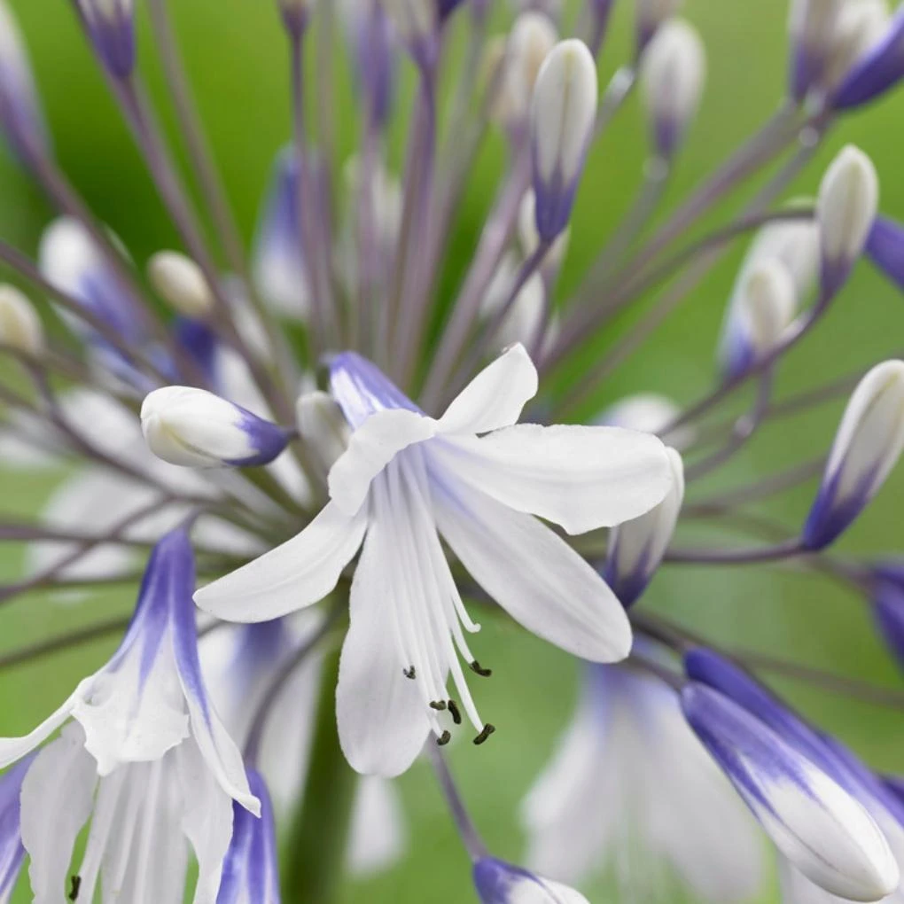 Agapanthus 'Fireworks' 3 Agapanthus 'Fireworks' - Image 3