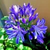 Agapanthus 'Lapis Lazuli' -Greenzy Sales Store PB0325 1
