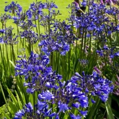Agapanthus 'Lapis Lazuli' -Greenzy Sales Store PB0325 2