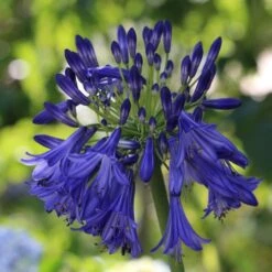 Agapanthus 'Royal Velvet' -Greenzy Sales Store PB0326 2