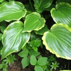 Hosta 'Sugar & Spice' -Greenzy Sales Store PB0357 3