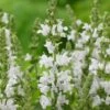 Salvia 'Lyrical White' -Greenzy Sales Store PB0372 1