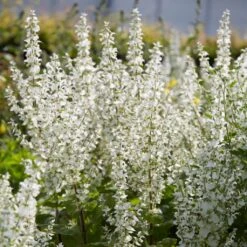 Salvia 'Lyrical White' -Greenzy Sales Store PB0372 3