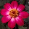 Dahlia 'Dahlegria Magenta Bicolour' -Greenzy Sales Store PB0386 1