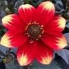 Dahlia 'Dahlegria Orange Yellow Tip' -Greenzy Sales Store PB0387 1