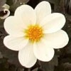 Dahlia 'Dahlegria White' -Greenzy Sales Store PB0391 1