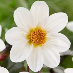 Dahlia 'Dahlegria White' -Greenzy Sales Store PB0391 3