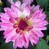 Dahlia 'Sincerity' -Greenzy Sales Store PB0392 1