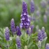 Lavender 'Blue Spear' -Greenzy Sales Store PB0404 1