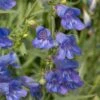 Penstemon 'Electric Blue' -Greenzy Sales Store PB0410 1