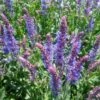 Salvia 'Blue Hill' -Greenzy Sales Store PB0413 1