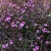 Verbena 'Bampton' -Greenzy Sales Store PB0418 1