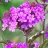 Verbena Rigida 7 Verbena Rigida -Greenzy Sales Store PB0419 1
