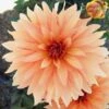 Dahlia 'Autumn Fairy' -Greenzy Sales Store PB0421 1