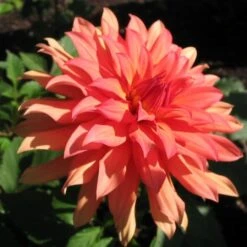 Dahlia 'Autumn Fairy' -Greenzy Sales Store PB0421 2