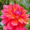 Dahlia 'Firepot' -Greenzy Sales Store PB0422 1