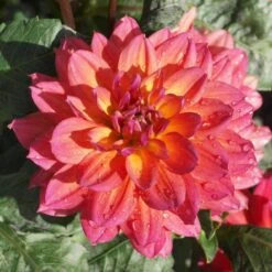 Dahlia 'Firepot' -Greenzy Sales Store PB0422 2