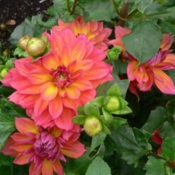 Dahlia 'Firepot' -Greenzy Sales Store PB0422 3