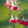 Salvia 'Hot Lips' -Greenzy Sales Store PB0432 1
