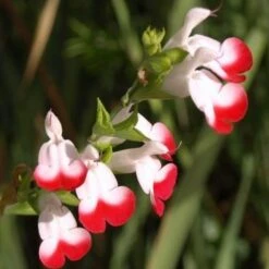 Salvia 'Hot Lips' -Greenzy Sales Store PB0432 3