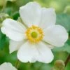 Anemone 'Elfin Swan' 4 Anemone 'Elfin Swan' -Greenzy Sales Store PB0449 1