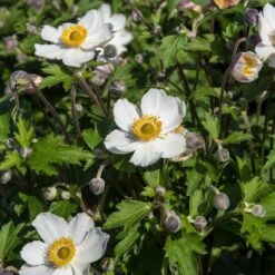 Anemone 'Elfin Swan' -Greenzy Sales Store PB0449 3